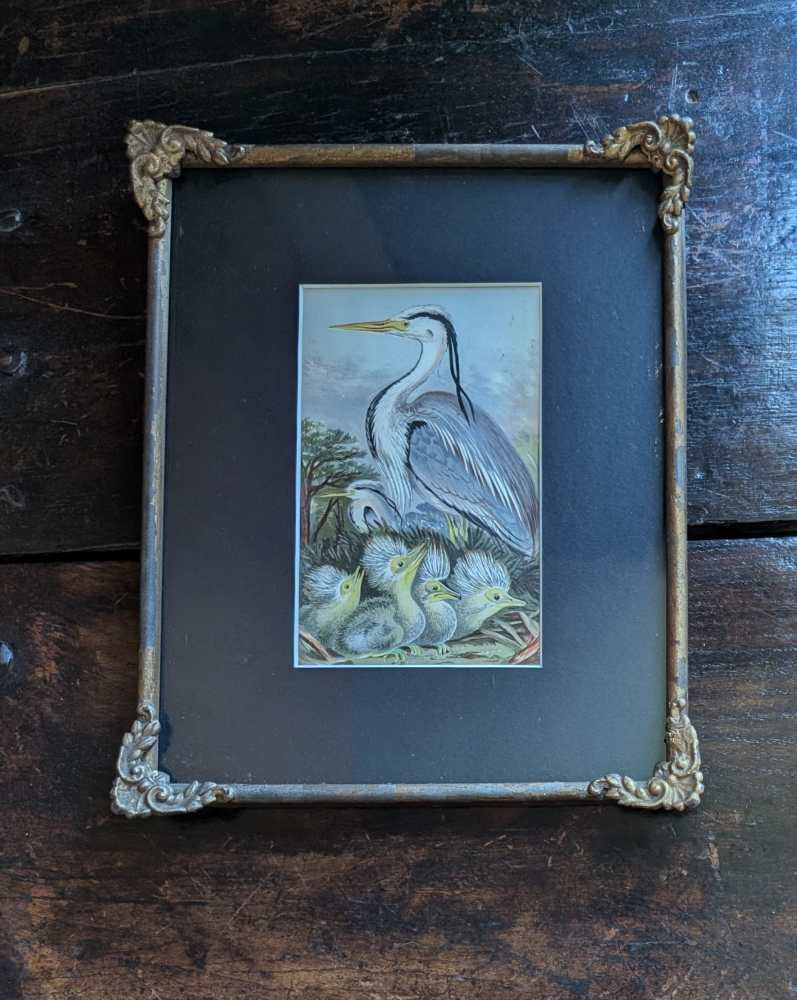 Heron and chicks, 1860s illustration in antique frame - Image 2