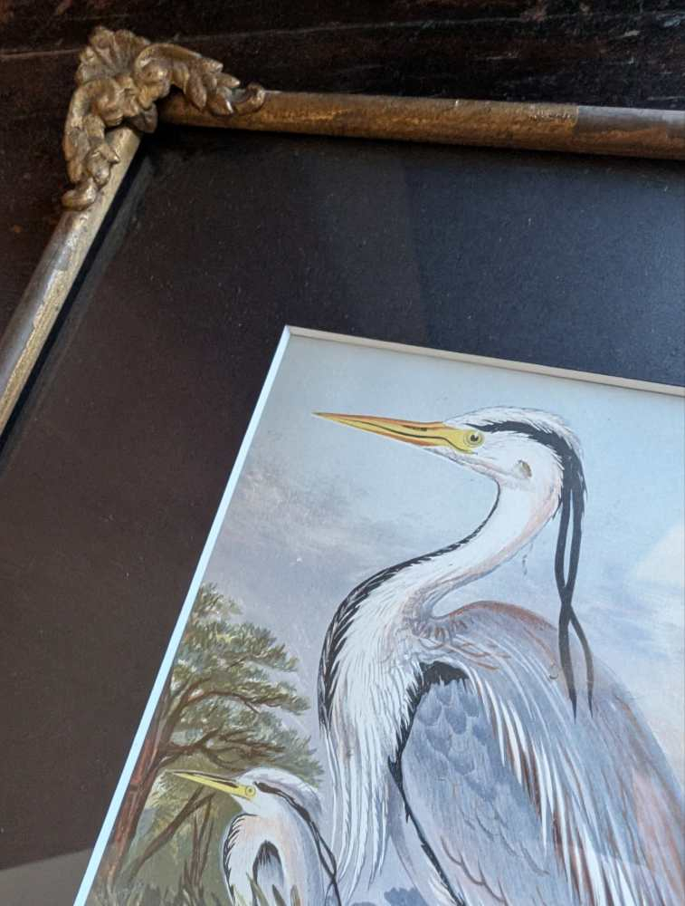 Heron and chicks, 1860s illustration in antique frame - Image 10