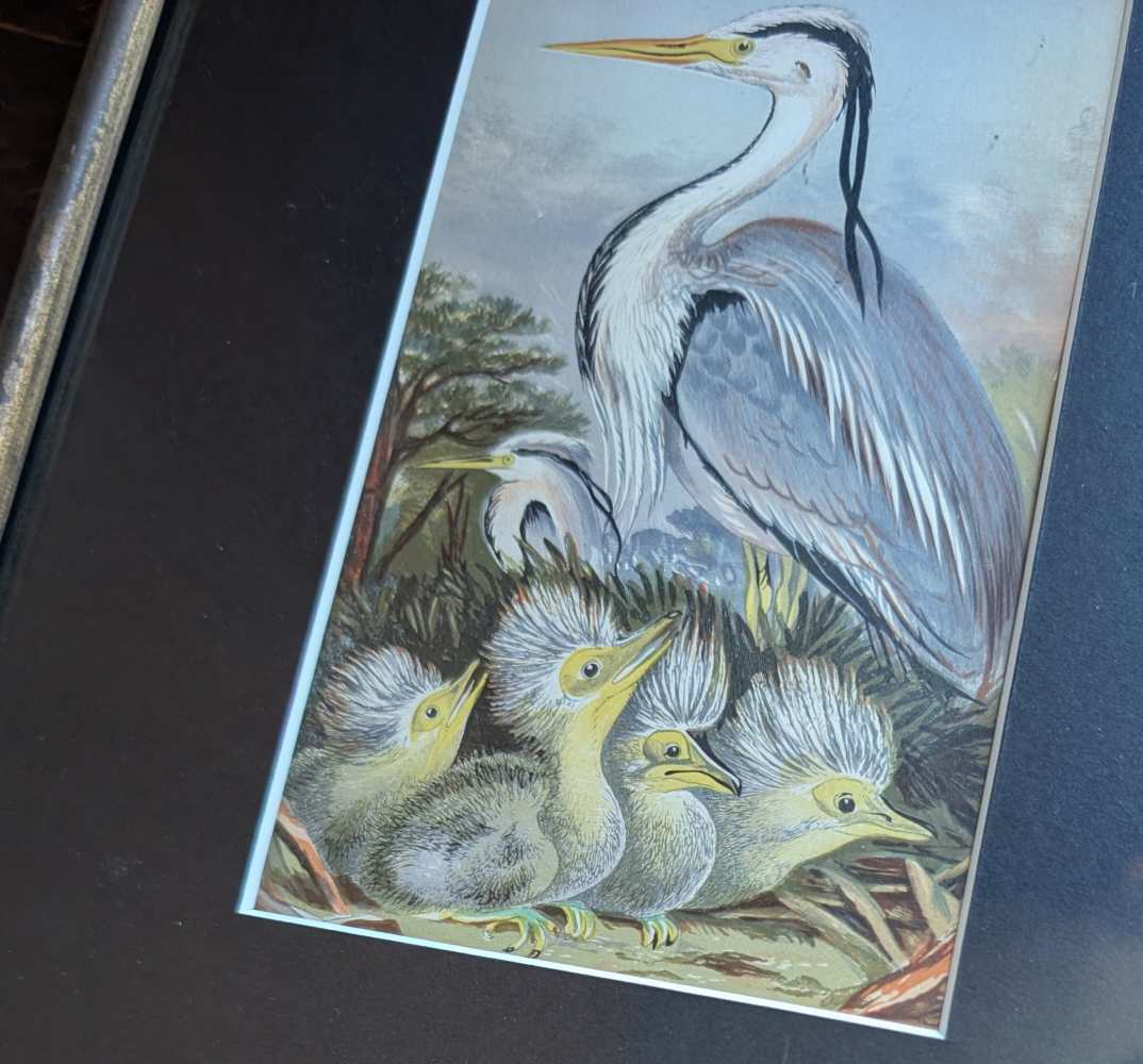 Heron and chicks, 1860s illustration in antique frame