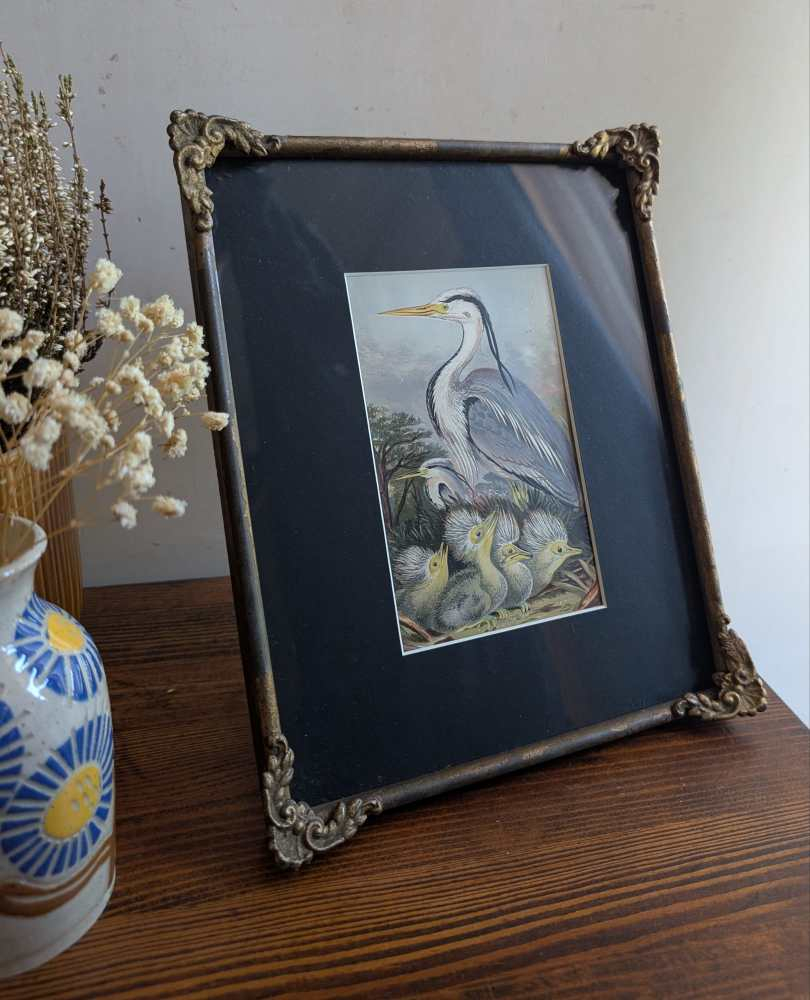 Heron and chicks, 1860s illustration in antique frame - Image 3