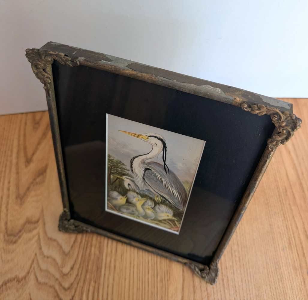 Heron and chicks, 1860s illustration in antique frame - Image 7