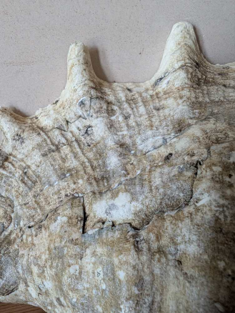 Large antique spider conch - Image 9