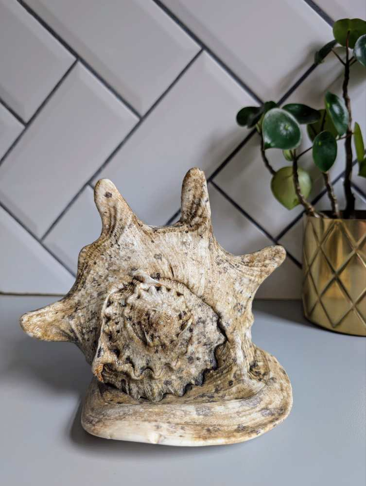 Large vintage horned Queen Conch - Image 6