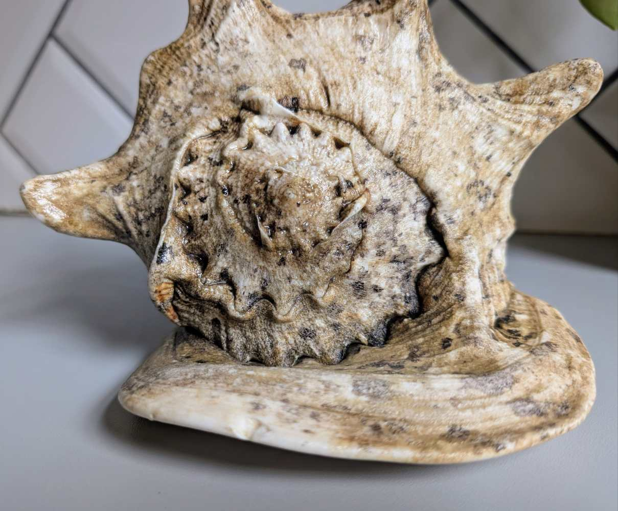 Large vintage horned Queen Conch - Image 5