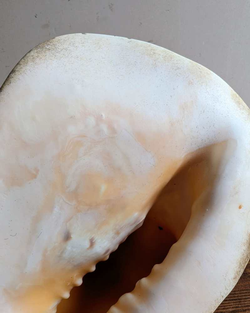 Large vintage horned Queen Conch - Image 7