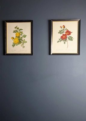 Vintage pair of French illustration prints of 19th C. Roses, after J.P. Redouté