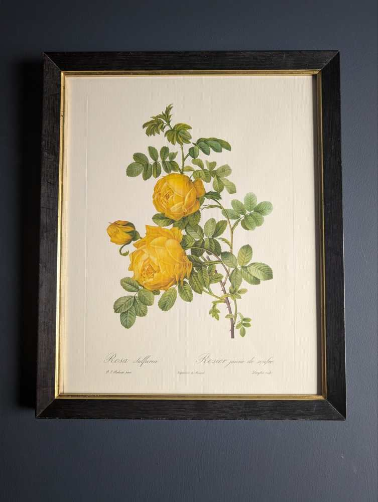 Vintage pair of French illustration prints of 19th C. Roses, after J.P. Redouté - Image 2