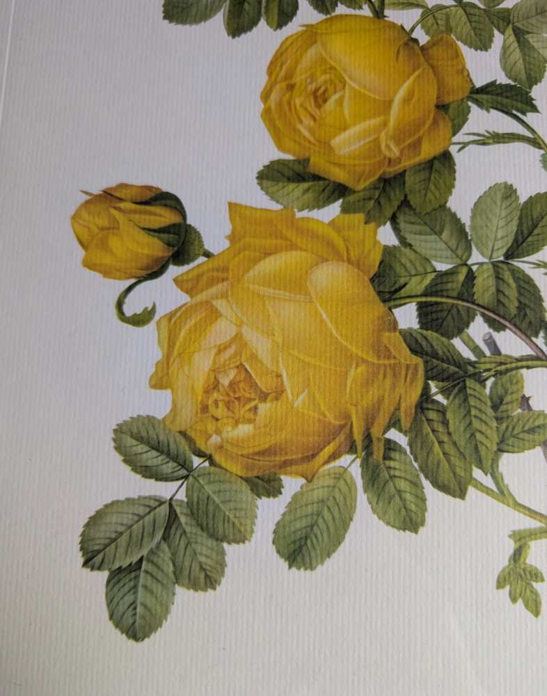 Vintage pair of French illustration prints of 19th C. Roses, after J.P. Redouté - Image 4