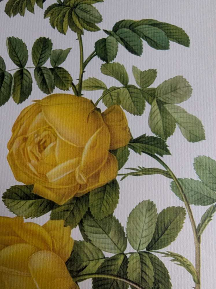 Vintage pair of French illustration prints of 19th C. Roses, after J.P. Redouté - Image 5