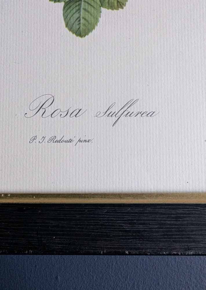 Vintage pair of French illustration prints of 19th C. Roses, after J.P. Redouté - Image 16