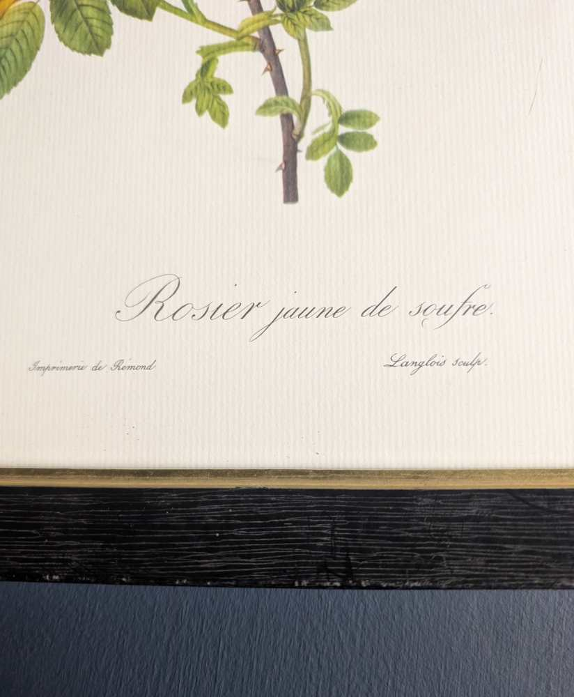 Vintage pair of French illustration prints of 19th C. Roses, after J.P. Redouté - Image 6