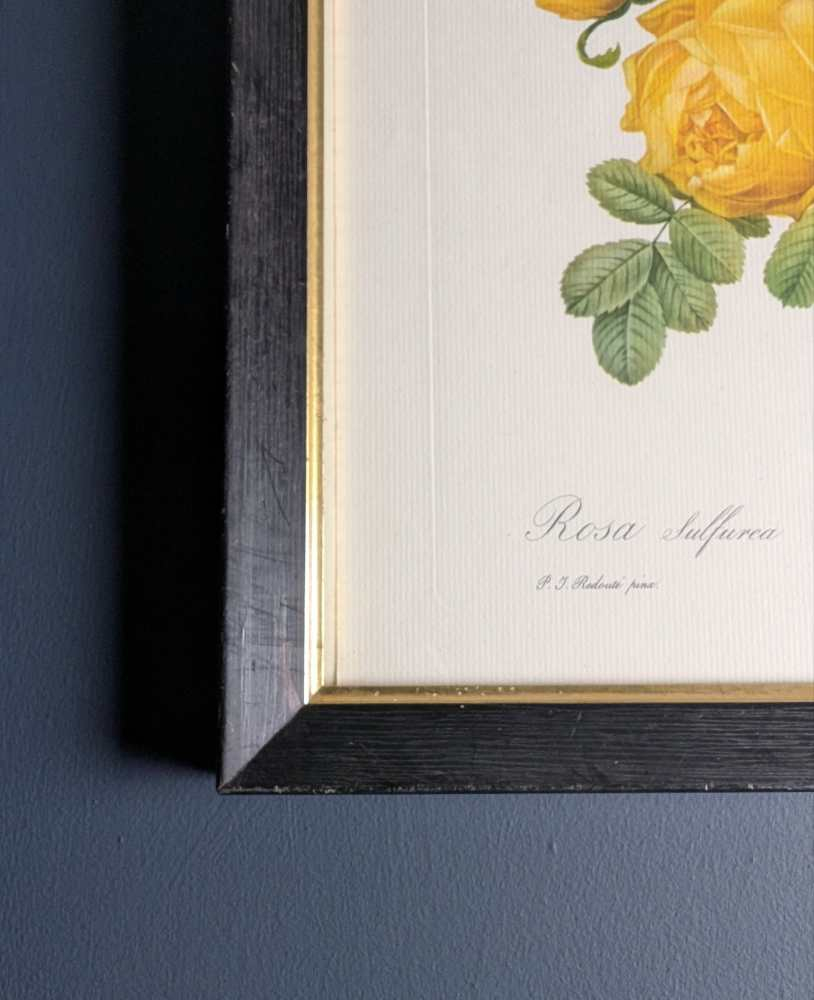 Vintage pair of French illustration prints of 19th C. Roses, after J.P. Redouté - Image 7