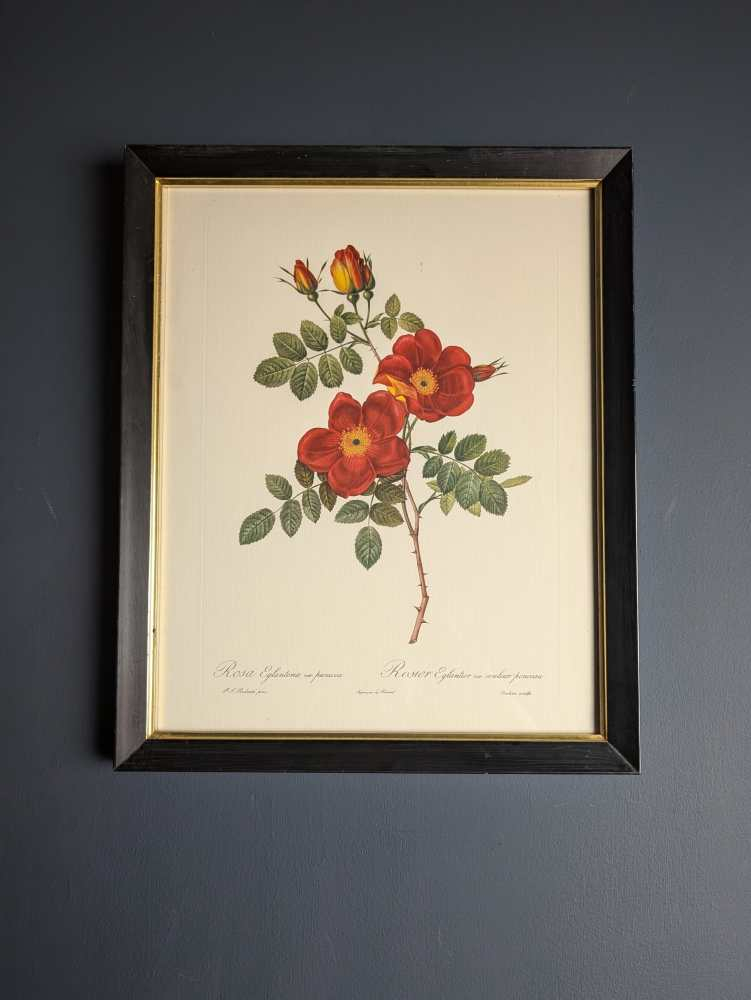Vintage pair of French illustration prints of 19th C. Roses, after J.P. Redouté - Image 9