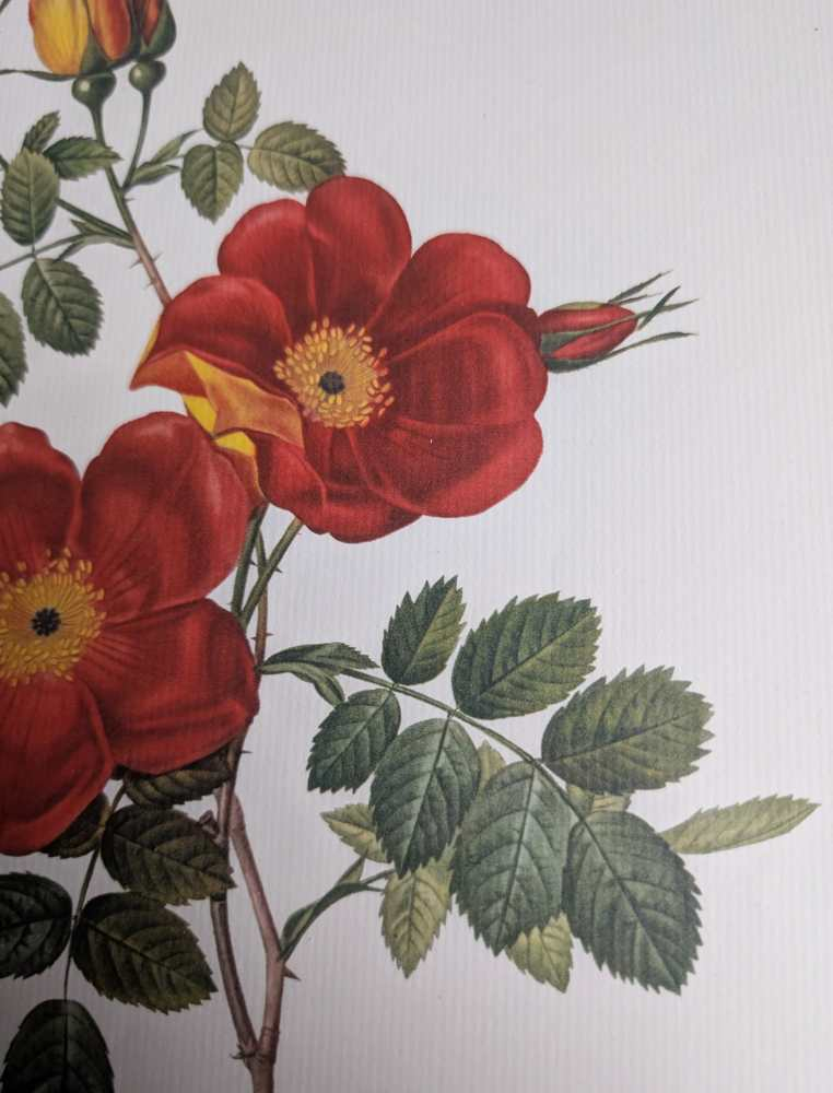 Vintage pair of French illustration prints of 19th C. Roses, after J.P. Redouté - Image 14