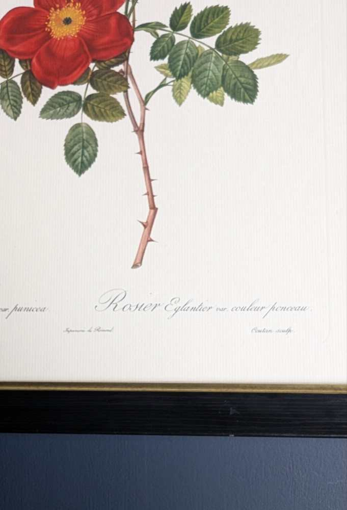 Vintage pair of French illustration prints of 19th C. Roses, after J.P. Redouté - Image 12