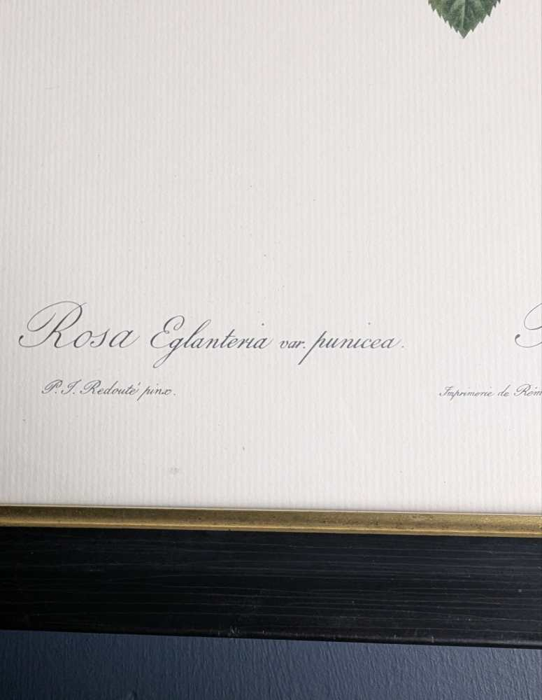 Vintage pair of French illustration prints of 19th C. Roses, after J.P. Redouté - Image 11