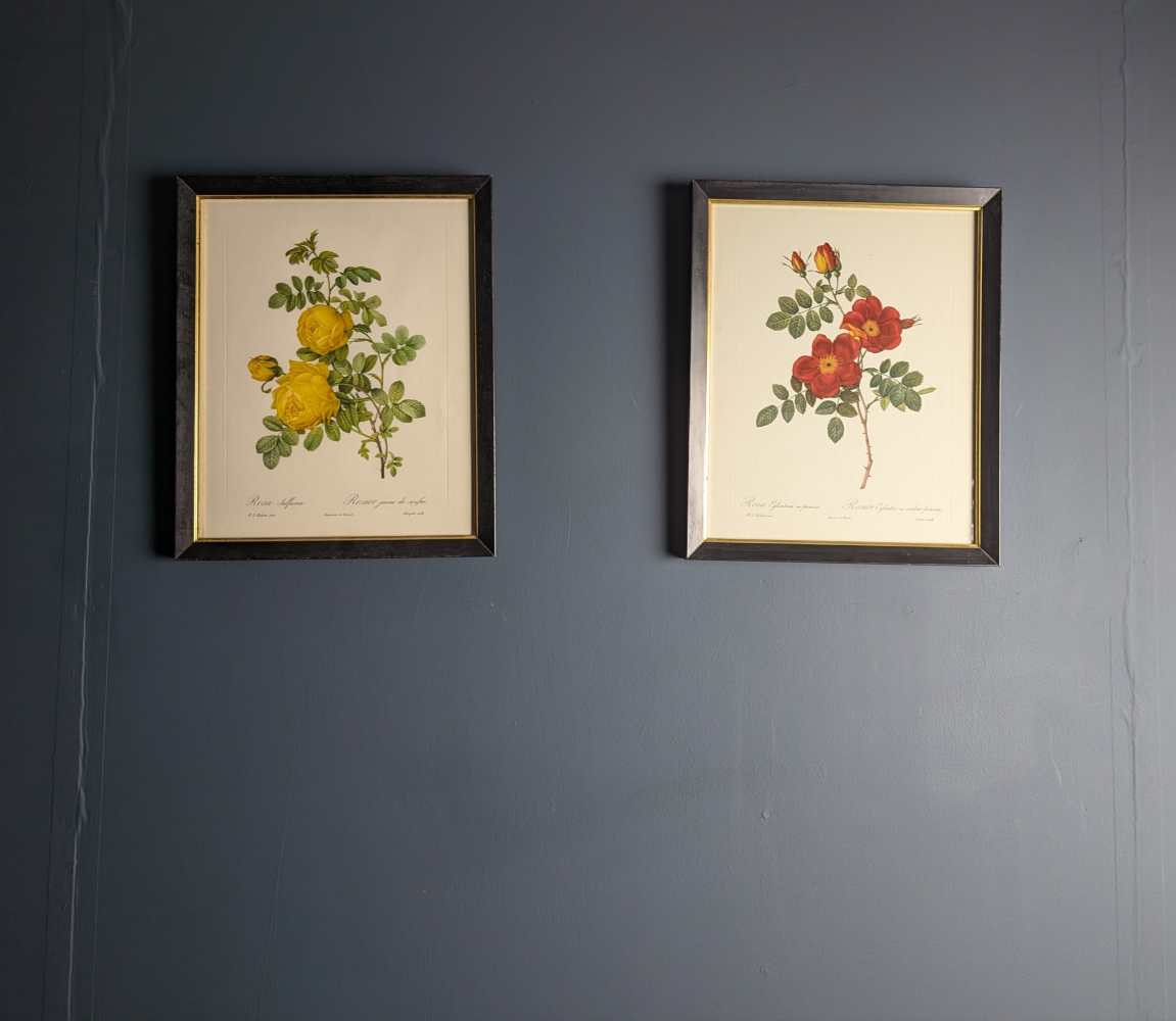Vintage pair of French illustration prints of 19th C. Roses, after J.P. Redouté - Image 8