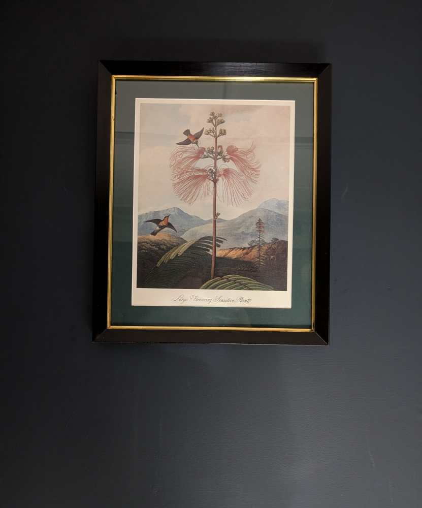 Trio of framed otherworldly floral prints from The Temple of Flora by Robert Thornton, originally pub. 1807 - Image 15