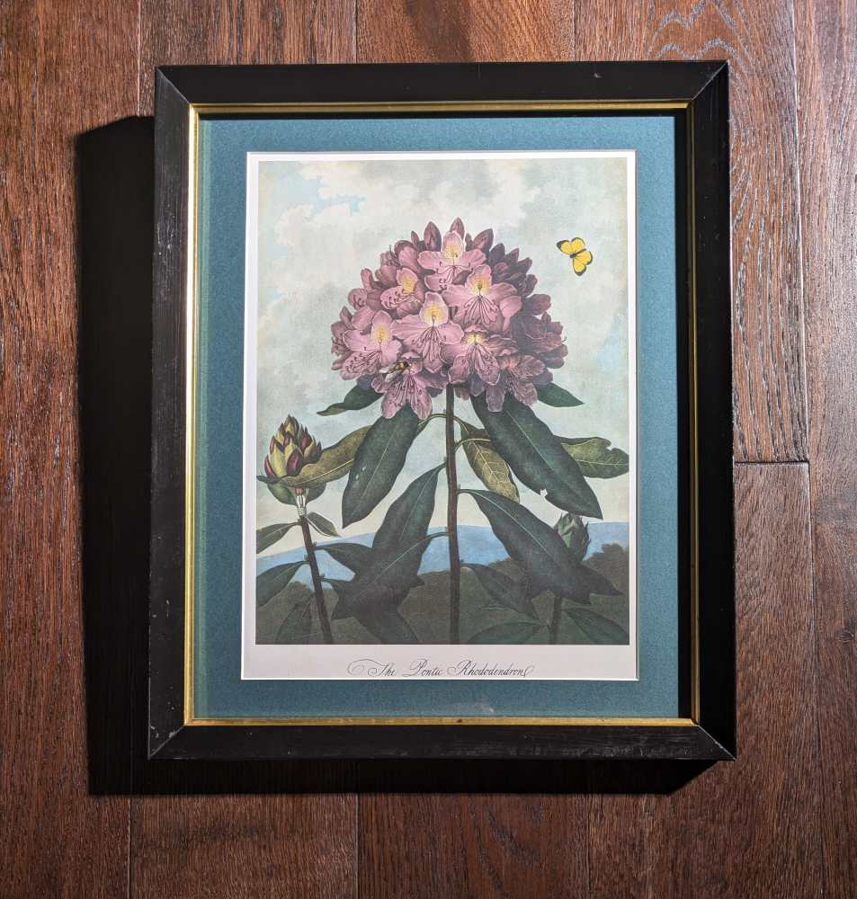 Trio of framed otherworldly floral prints from The Temple of Flora by Robert Thornton, originally pub. 1807 - Image 2