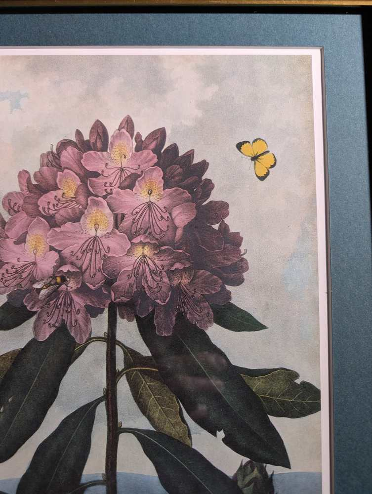 Trio of framed otherworldly floral prints from The Temple of Flora by Robert Thornton, originally pub. 1807 - Image 5