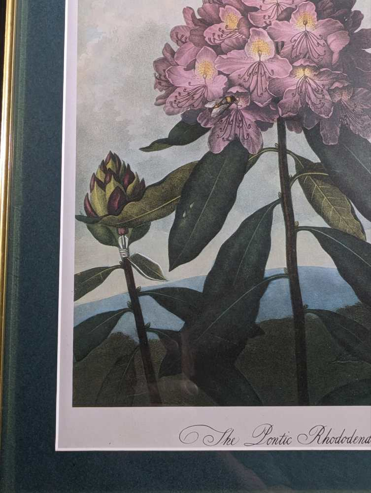 Trio of framed otherworldly floral prints from The Temple of Flora by Robert Thornton, originally pub. 1807 - Image 3