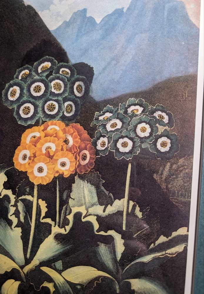 Trio of framed otherworldly floral prints from The Temple of Flora by Robert Thornton, originally pub. 1807 - Image 21