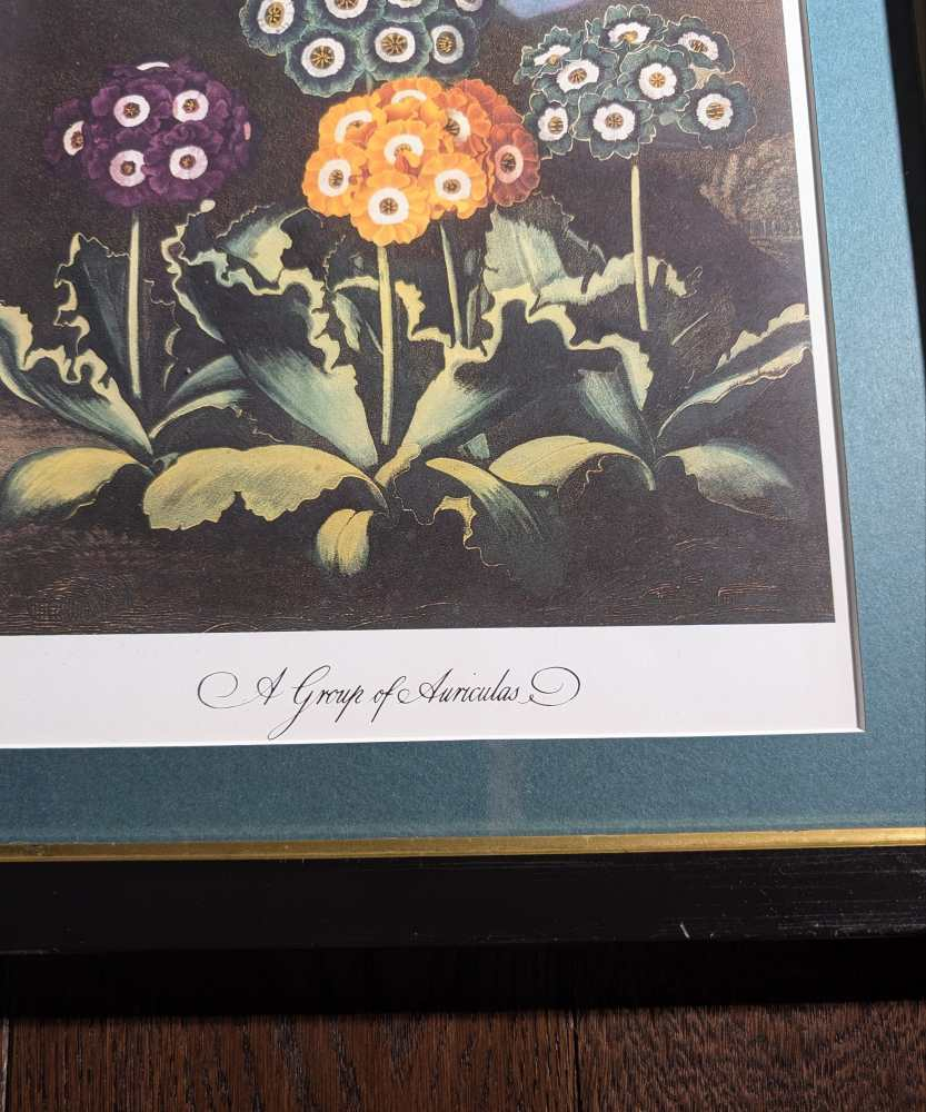 Trio of framed otherworldly floral prints from The Temple of Flora by Robert Thornton, originally pub. 1807 - Image 23
