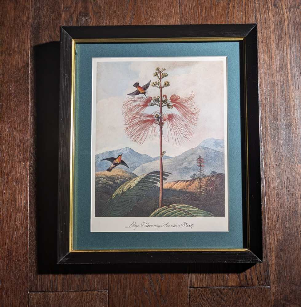 Trio of framed otherworldly floral prints from The Temple of Flora by Robert Thornton, originally pub. 1807 - Image 12