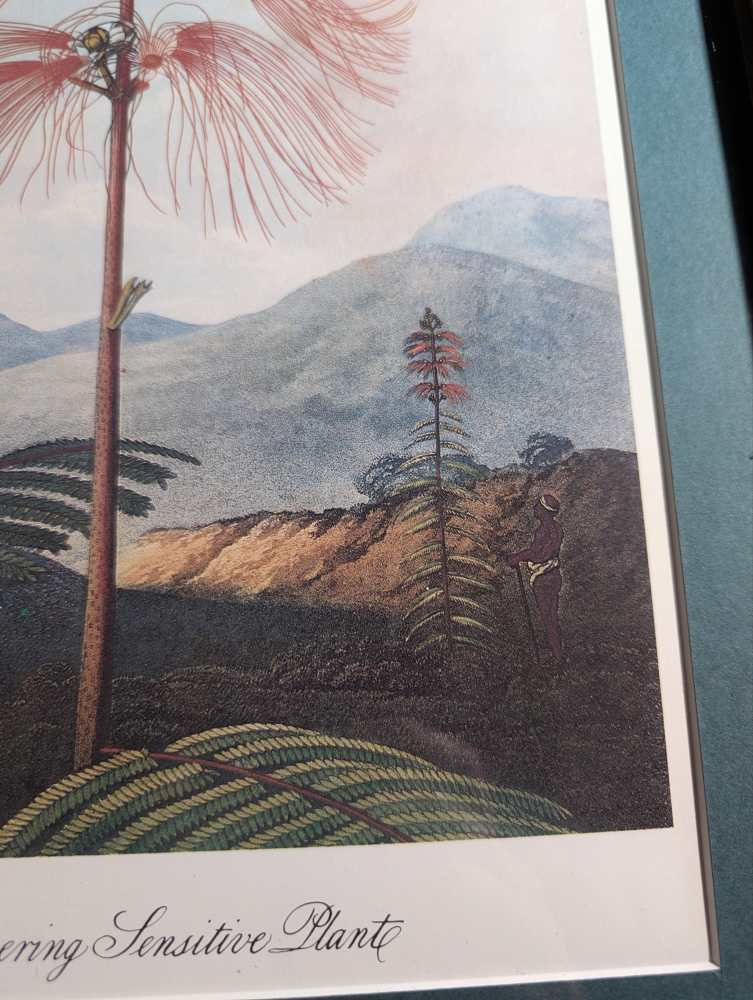 Trio of framed otherworldly floral prints from The Temple of Flora by Robert Thornton, originally pub. 1807 - Image 18