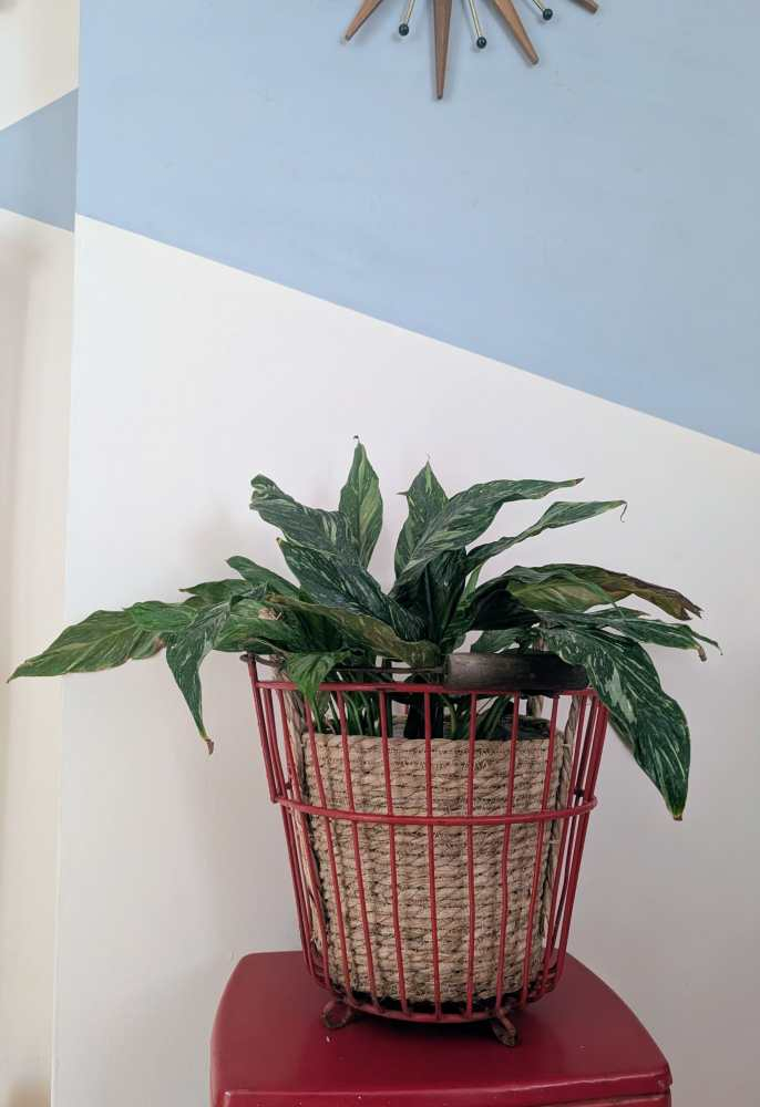Vintage red potato pickers bucket - Image 3
