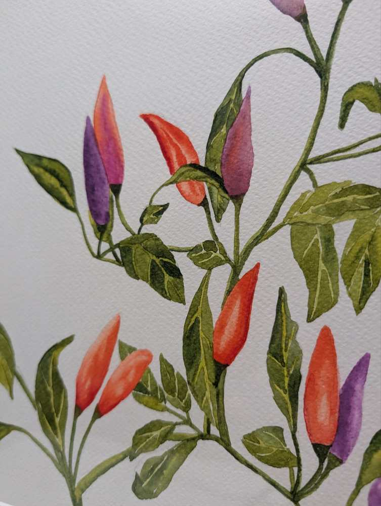 Original watercolour painting of the Manuka flower - Image 6