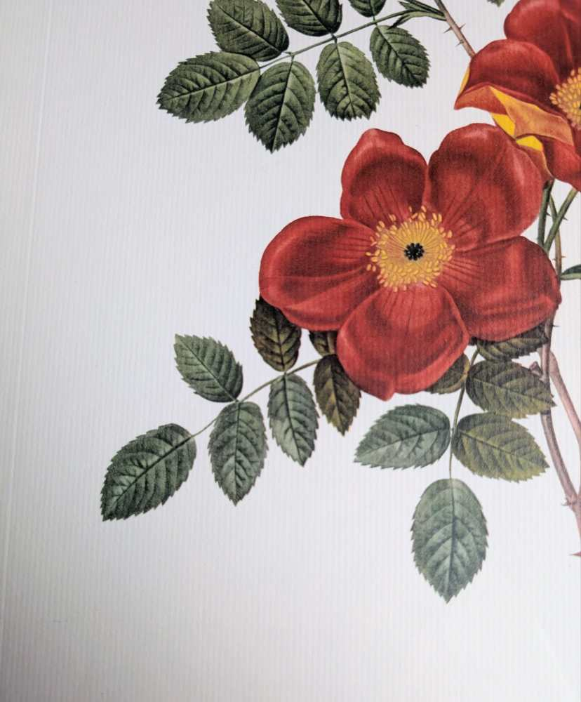 Vintage pair of French illustration prints of 19th C. Roses, after J.P. Redouté - Image 15