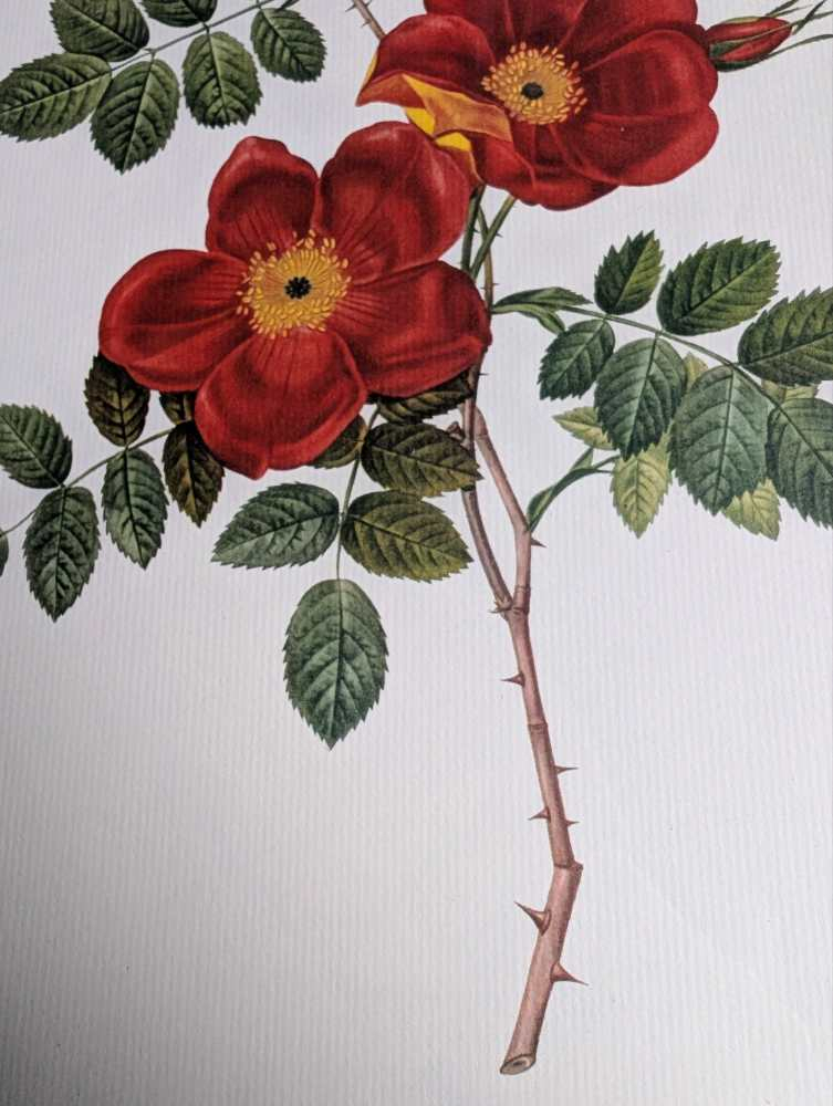 Vintage pair of French illustration prints of 19th C. Roses, after J.P. Redouté - Image 10