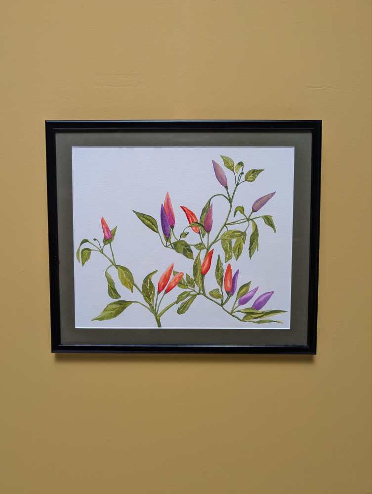 Original watercolour painting of the Manuka flower