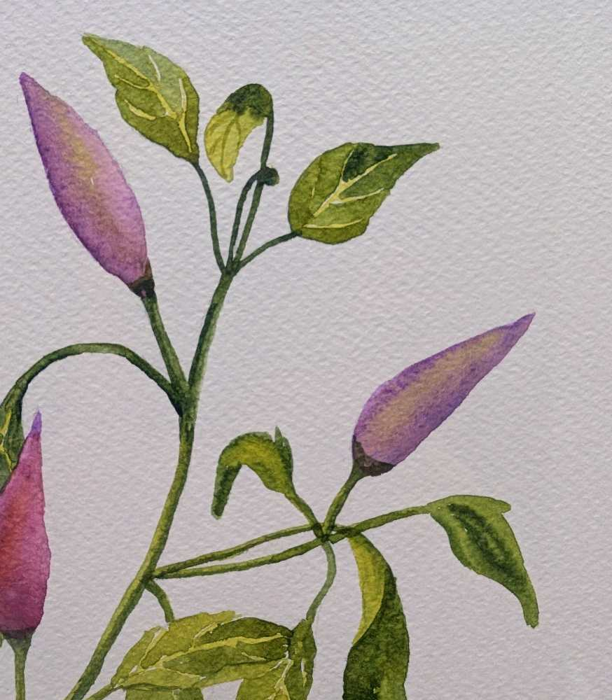 Original watercolour painting of the Manuka flower - Image 2