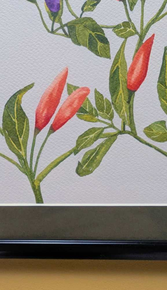 Original watercolour painting of the Manuka flower - Image 4