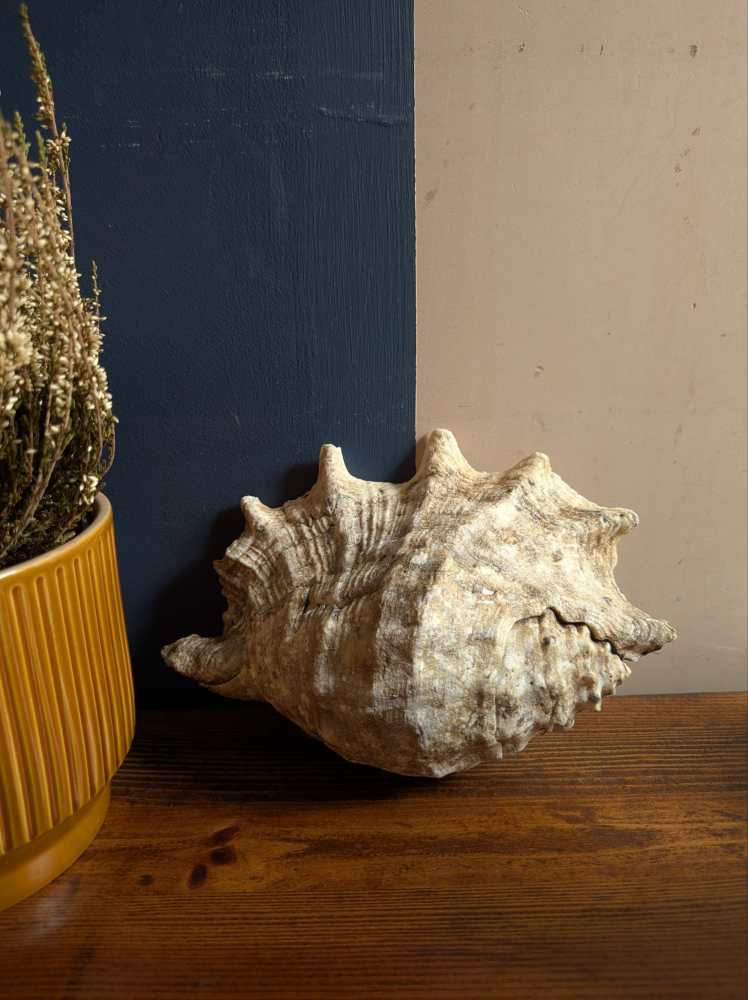 Large antique spider conch - Image 5