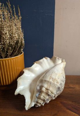 Large antique spider conch