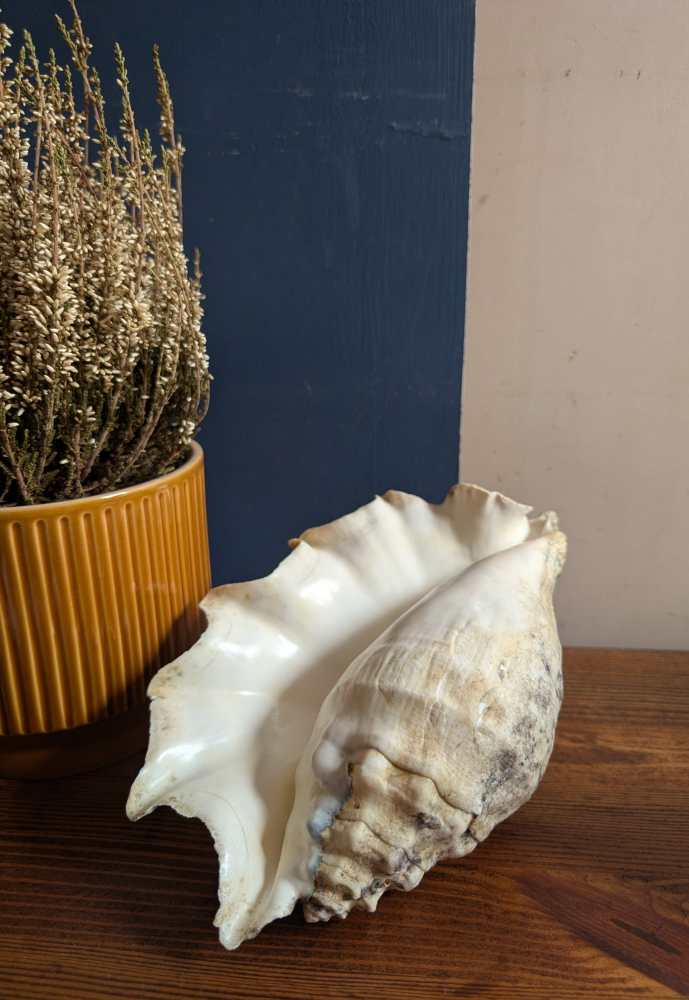 Large antique spider conch