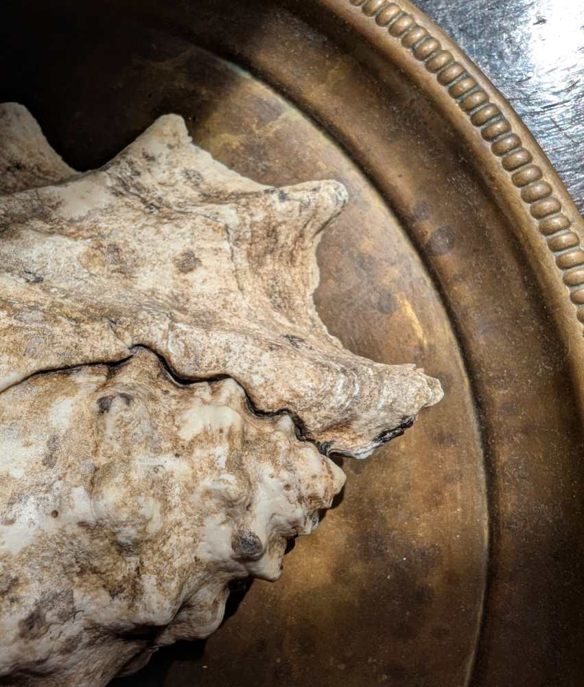 Large antique spider conch - Image 10