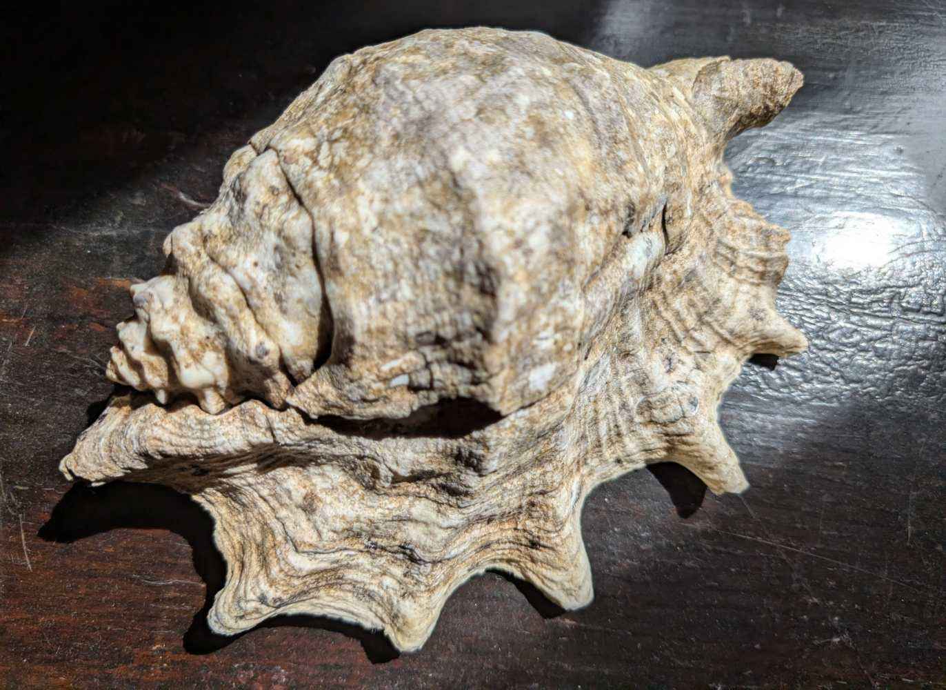 Large antique spider conch - Image 4