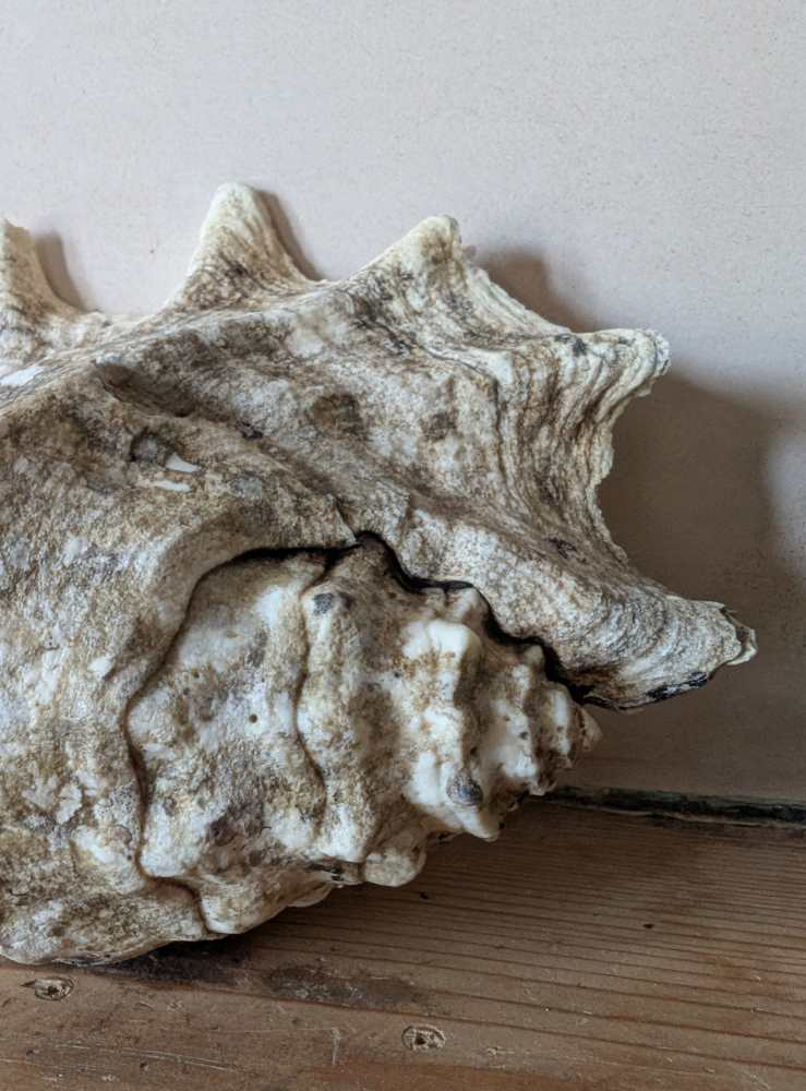 Large antique spider conch - Image 8
