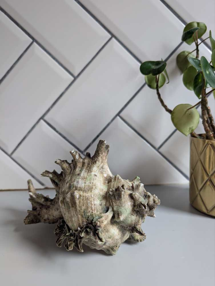 Old Murex Ramosus sea shell - Image 8