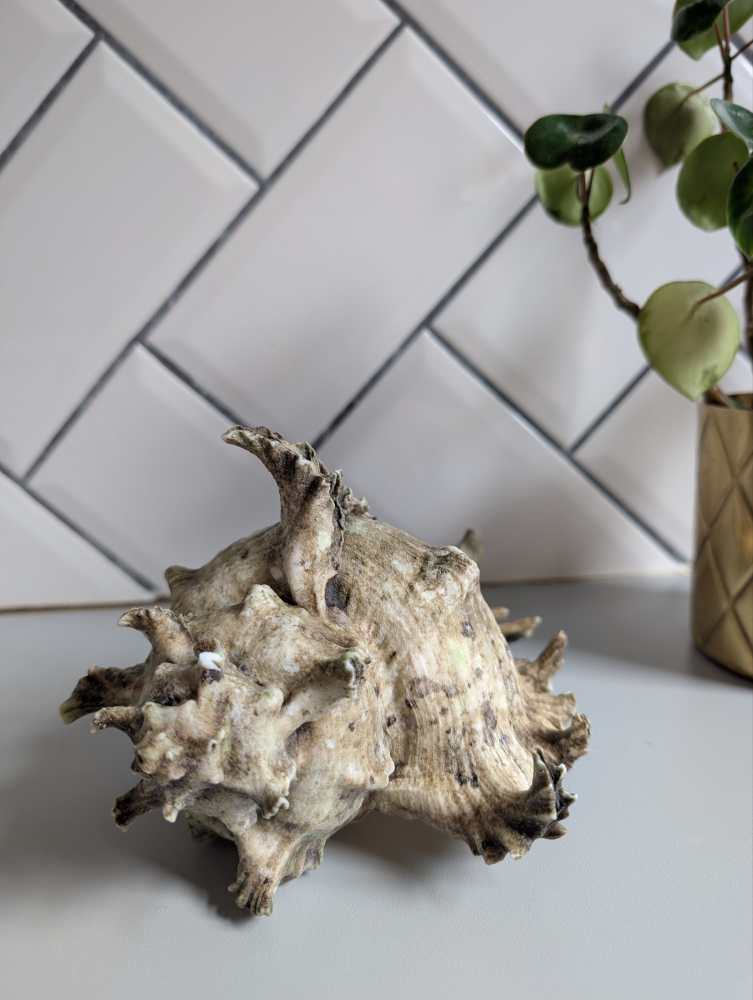 Old Murex Ramosus sea shell - Image 6