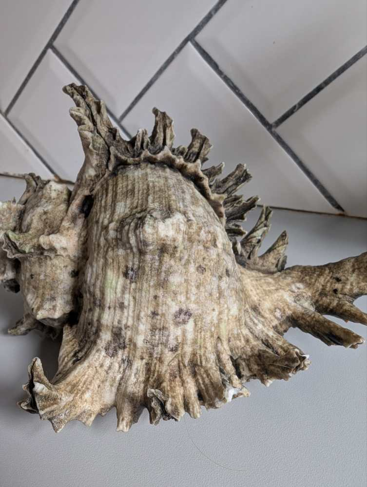 Old Murex Ramosus sea shell - Image 4