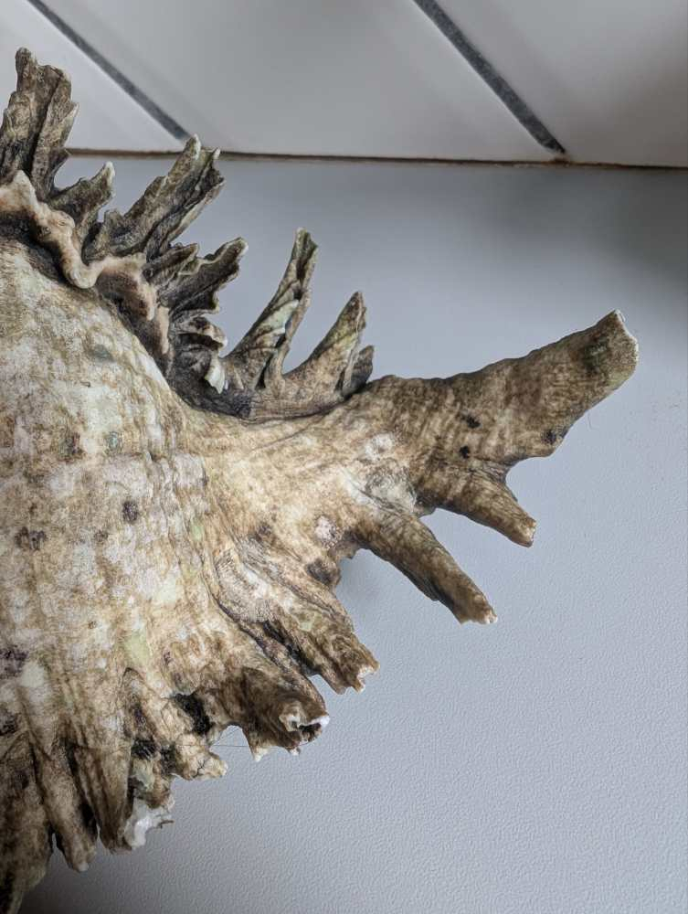 Old Murex Ramosus sea shell - Image 10