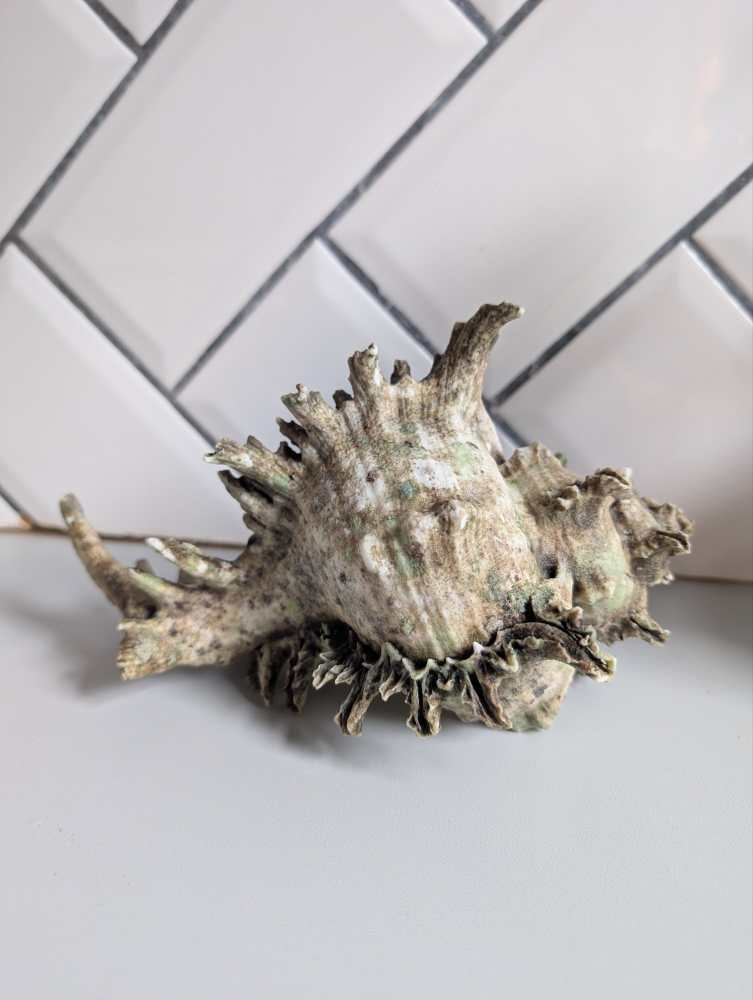 Old Murex Ramosus sea shell - Image 11