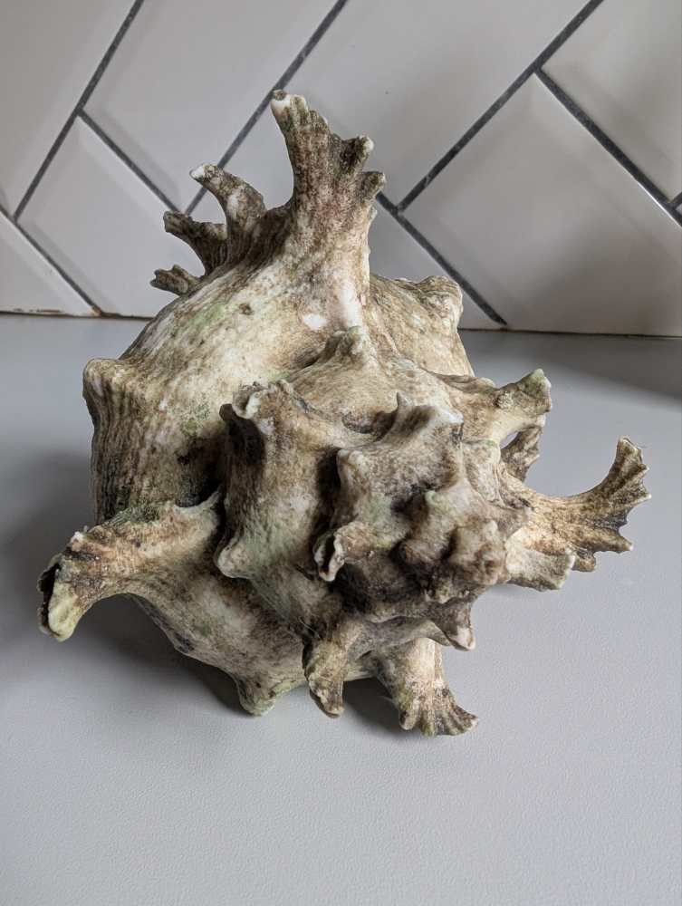 Old Murex Ramosus sea shell - Image 12