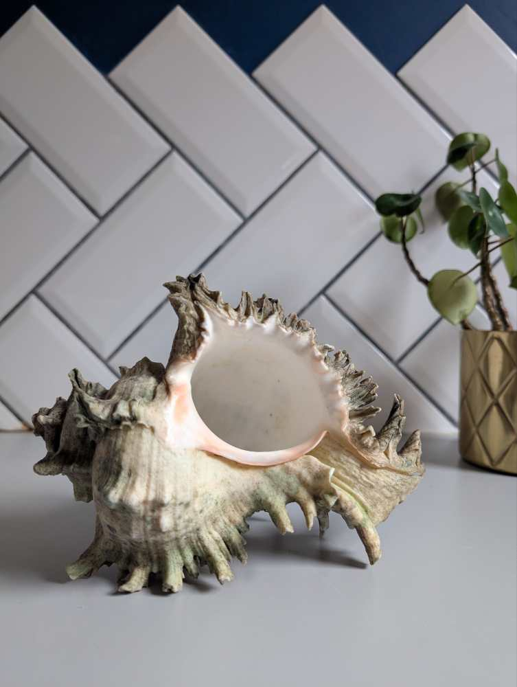Old Murex Ramosus sea shell - Image 9