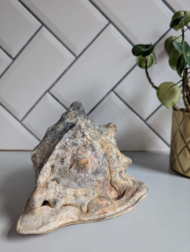 Weathered antique queen helmet conch shell - Image 5